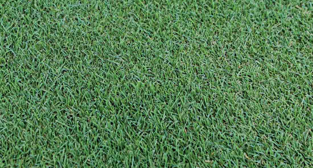 bermuda grass