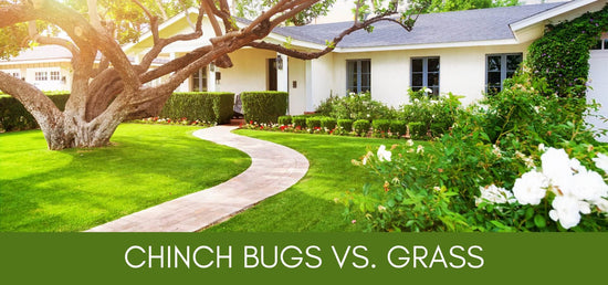 Chinch Bugs vs. Emerald Green Grass: The Battle Beneath Your Feet