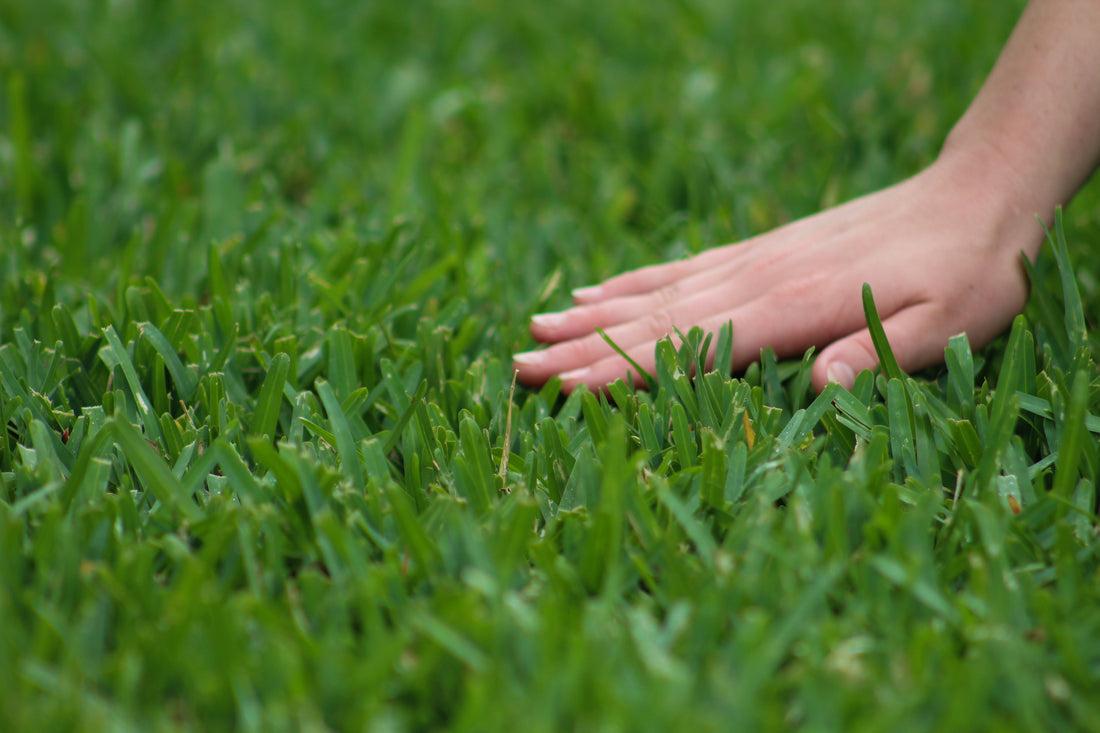 Sod Pods ProVista St. Augustine: Common Grass Care