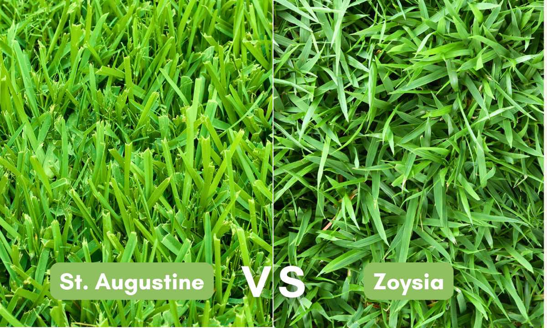 St Augustine vs Zoysia for Florida Lawns Bethel Farms