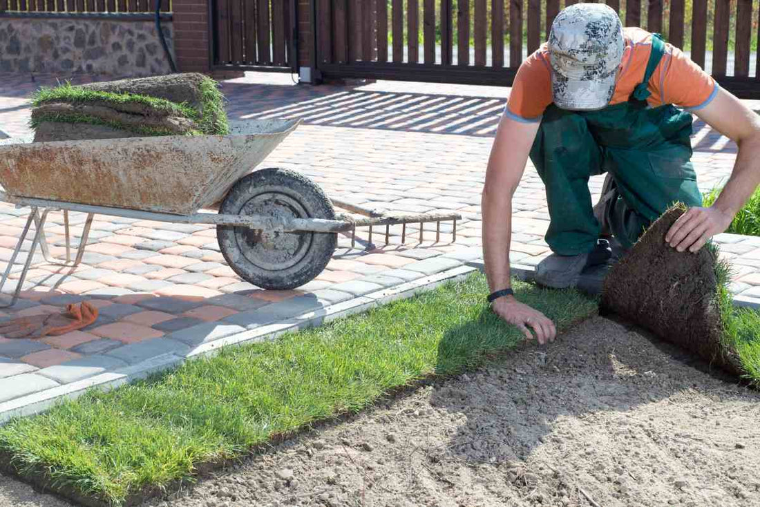 best-grass-for-sandy-soil