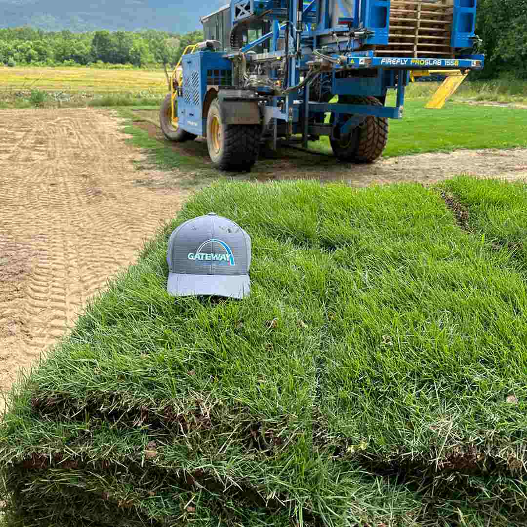 bethel-farms-gateway-zoysia-grass