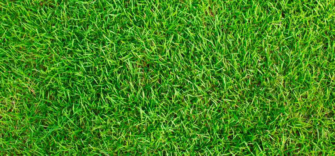 can-you-lay-dormant-sod-in-winter-florida