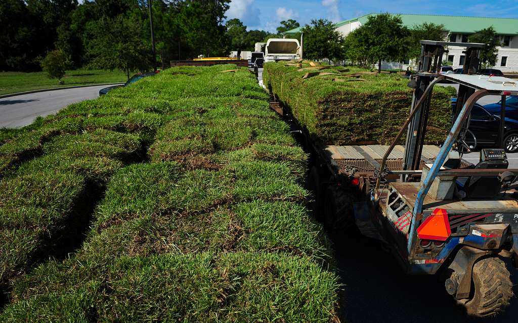 dry-sod-curling-edges