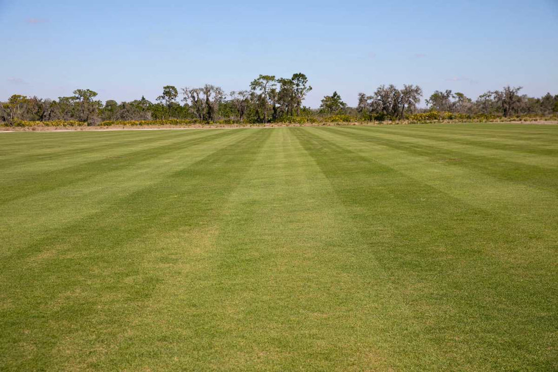 durban-seashore-paspalum-grass