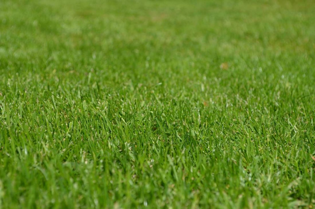 effects-of-poor-lawn-maintenance