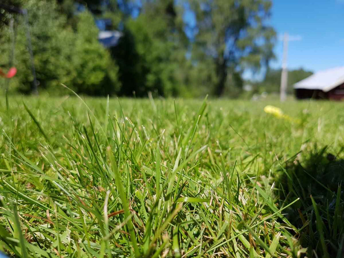 factors-for-stunted-lawn-root-growth
