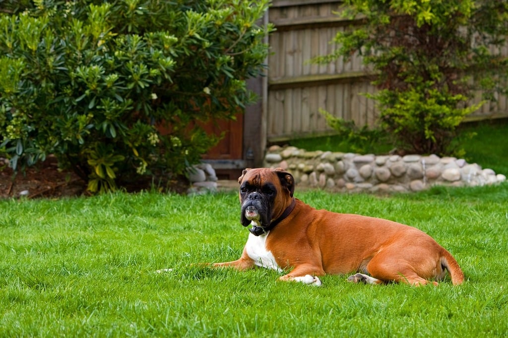 how-to-avoid-ticks-on-lawn