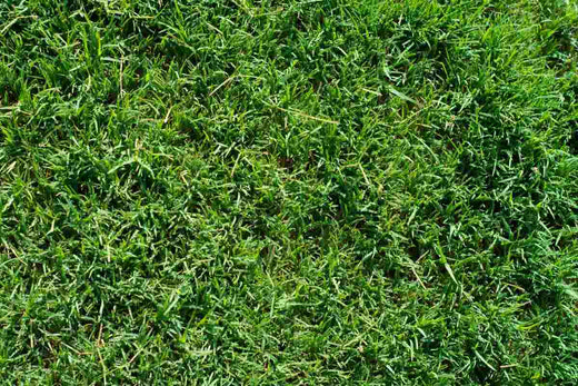 how-to-keep-lawn-healthy-after-rain