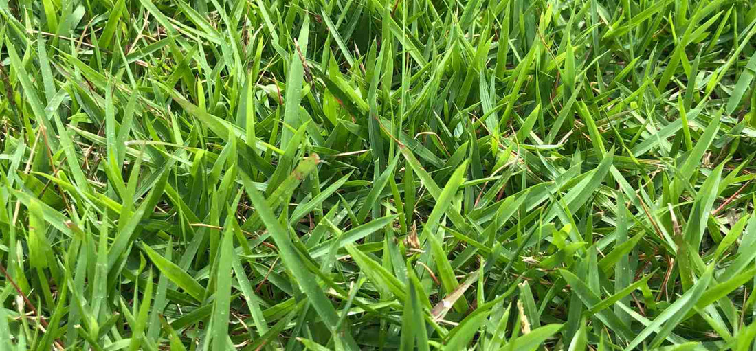 how-to-lower-soil-ph-for-sod-grass