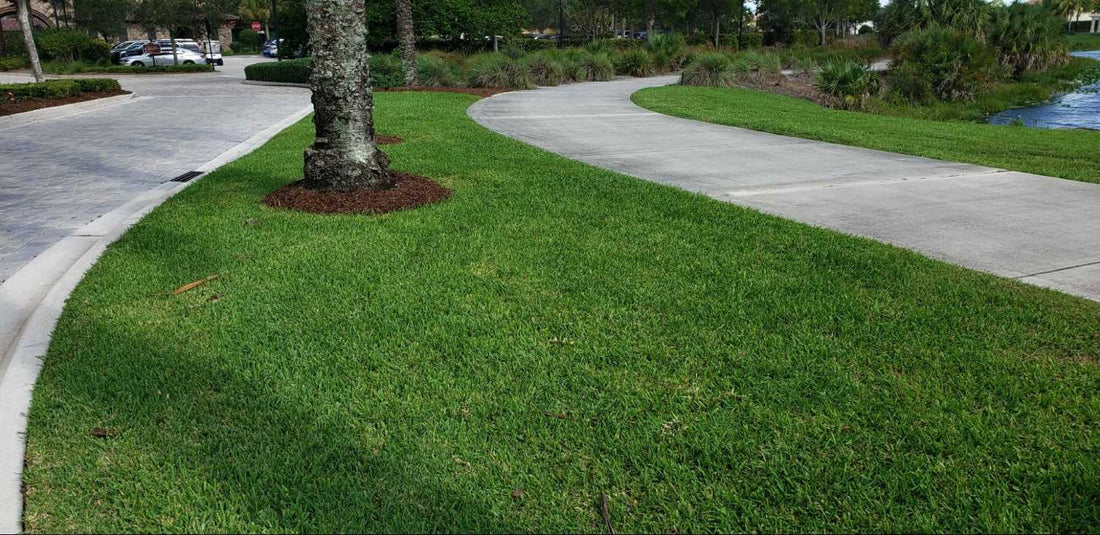 St. Augustine Grass Yellowing