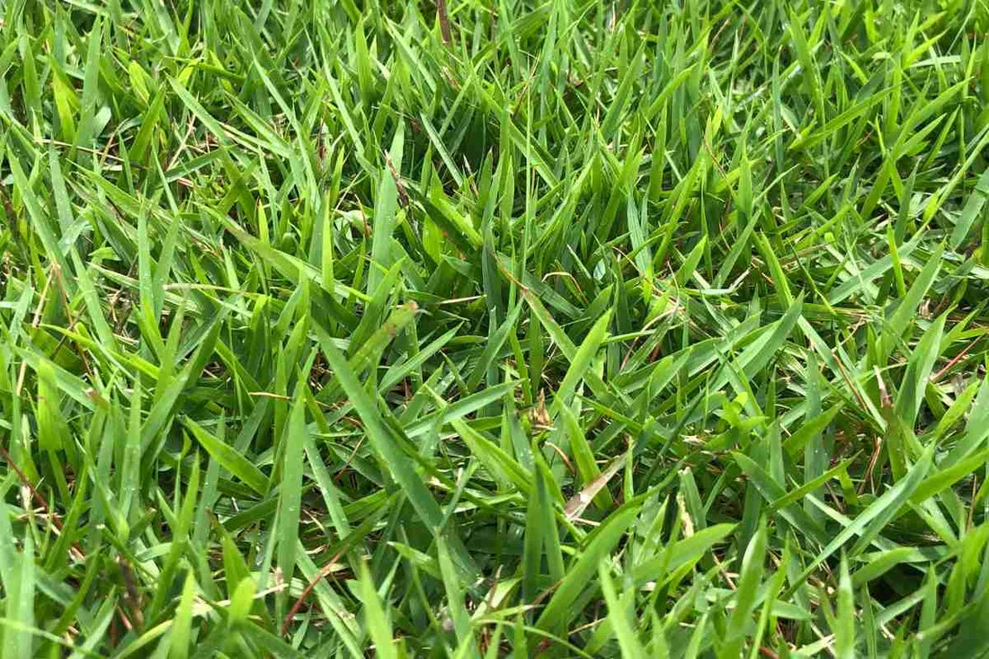 is-zoysia-grass-right-for-your-lawn