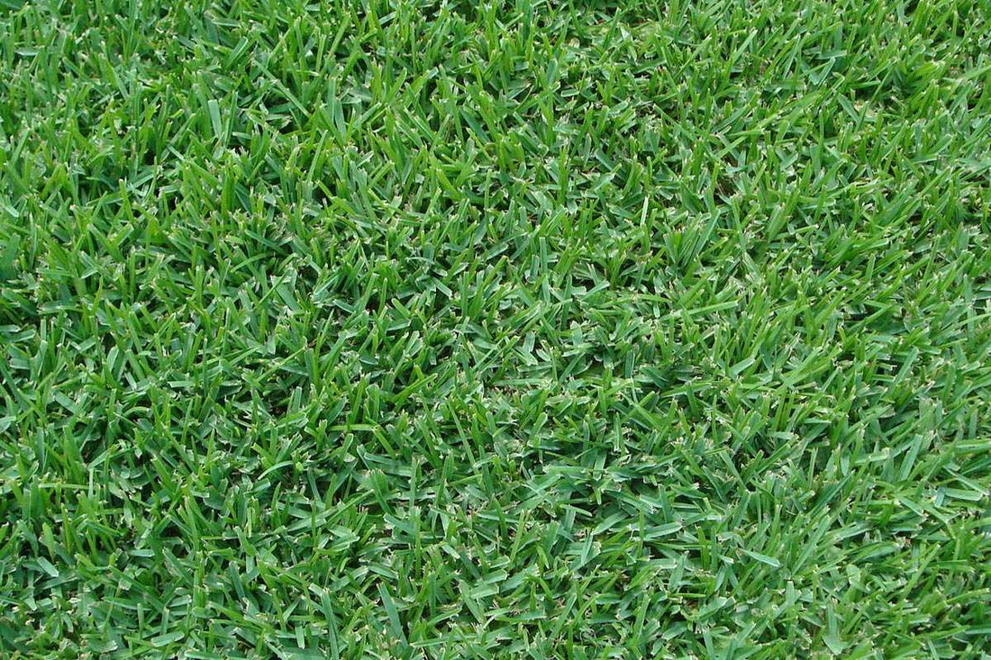 palmetto-st-augustine-sod-bethel-farms