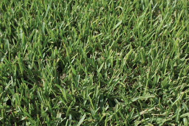 seville-st-augustine-grass-for-sale