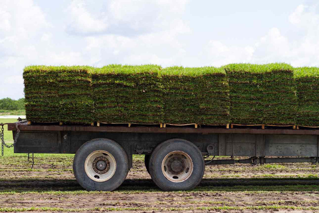 sod-vs-grass-plugs