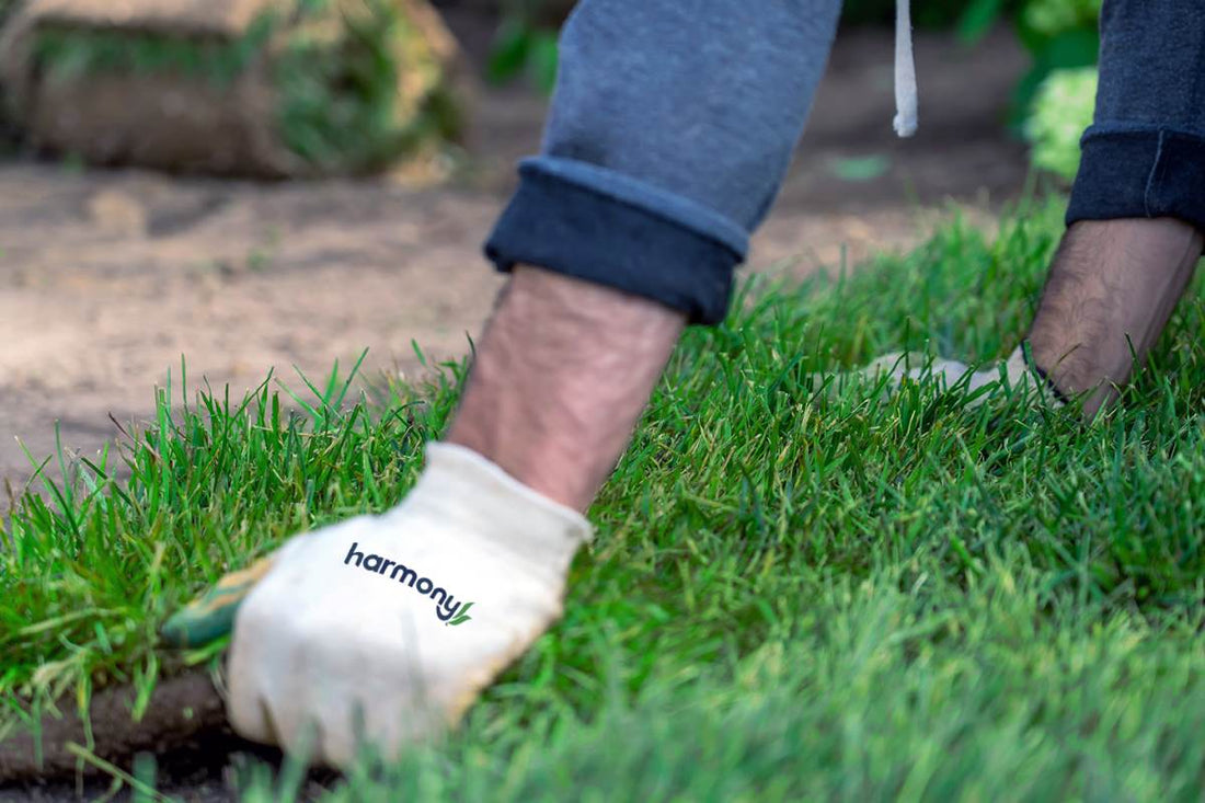 sod installation