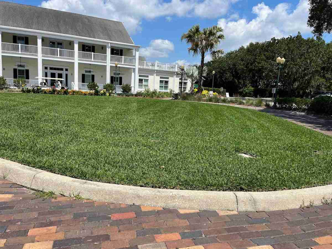 viridian-st-augustine-grass-care