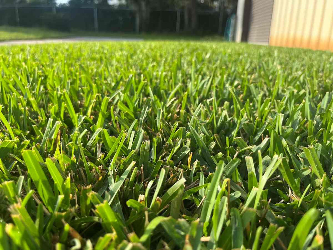 viridian-st-augustine-grass-lawn