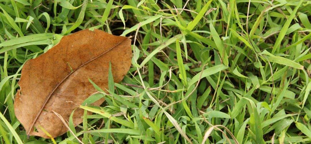 why-grass-blades-fold-in-half