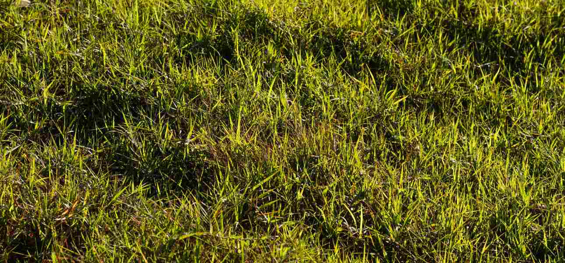 winter-lawn-care-tips