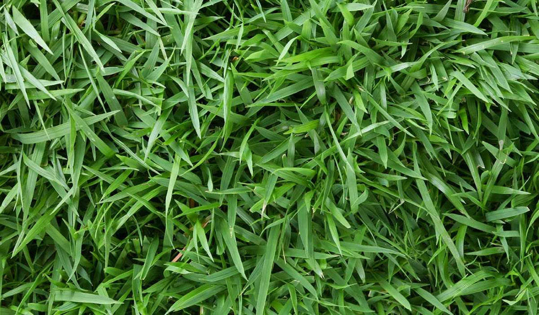 zoysia-grass-varieties