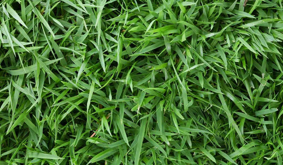 zoysia-grass-varieties