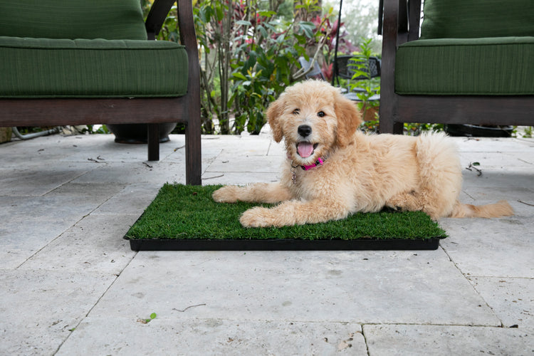 dog grass pee pad by gotta go grass