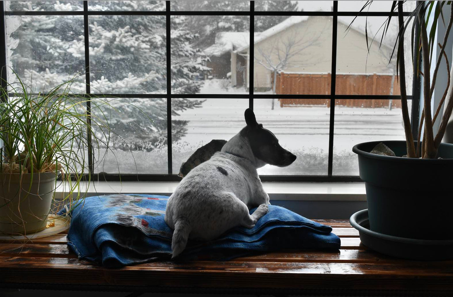 indoor grass pad for dogs