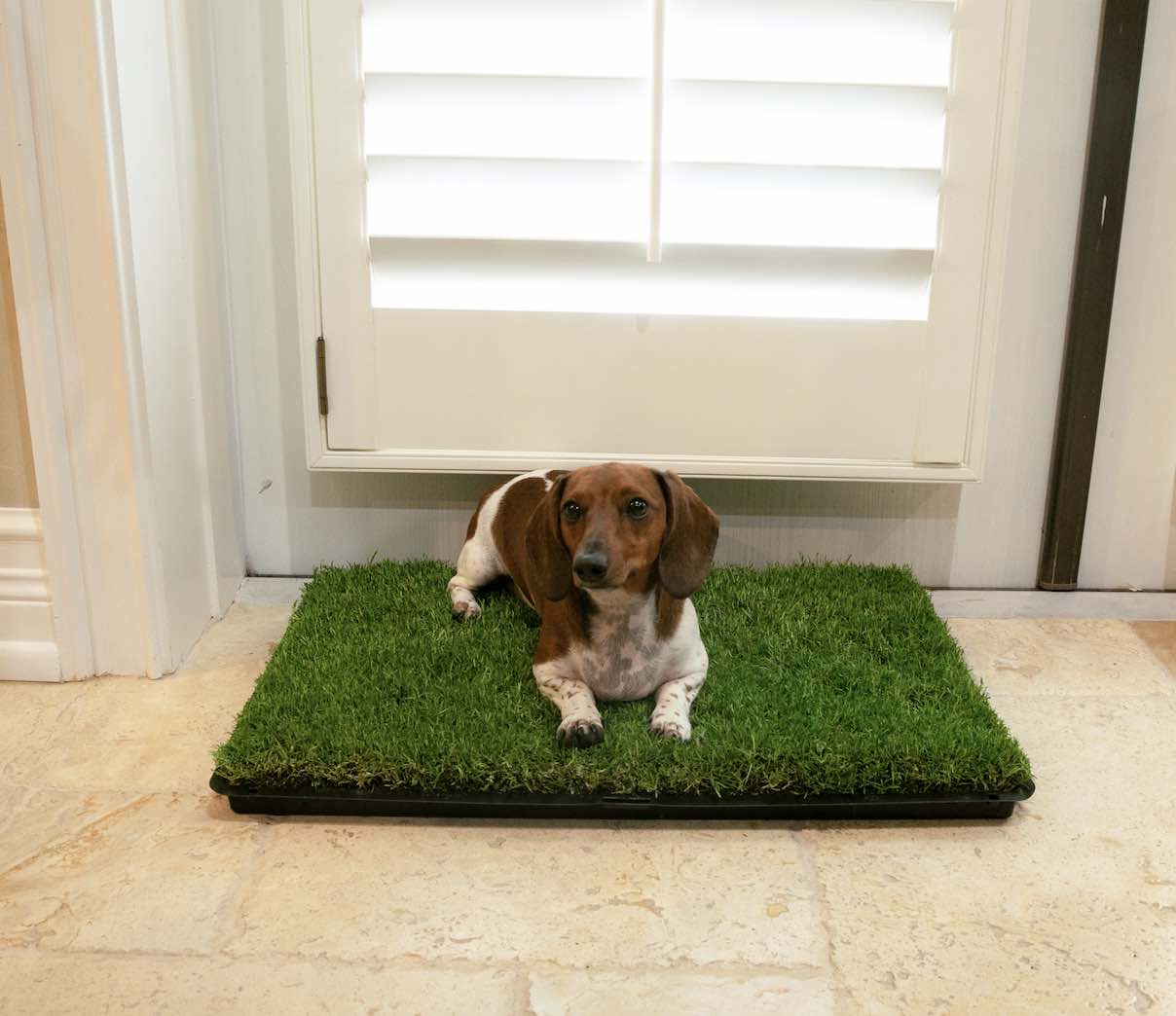 natural grass pee pad by gotta go grass