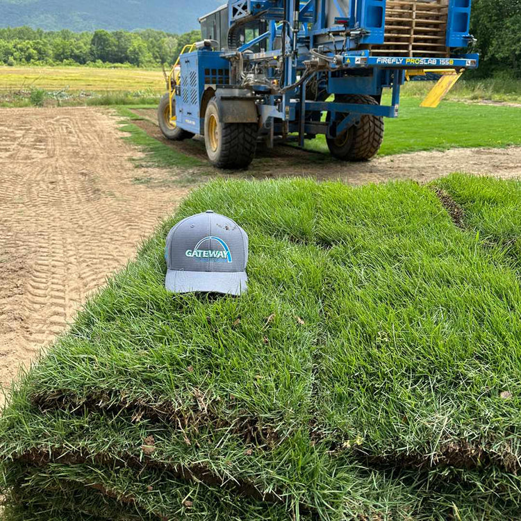 Gateway Zoysiagrass