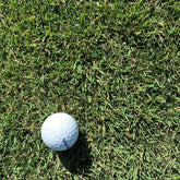 Durban Seashore Paspalum