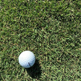 Gateway Zoysiagrass