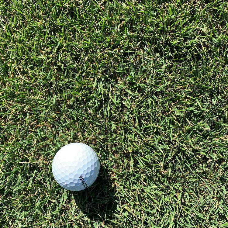 Gateway Zoysiagrass