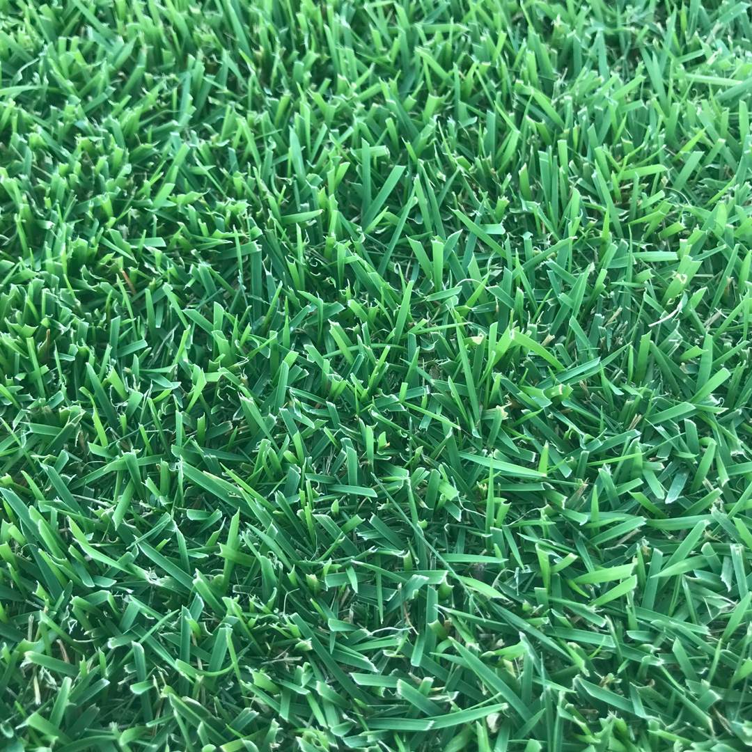 Gateway Zoysiagrass