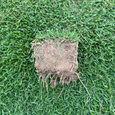 Durban Seashore Paspalum