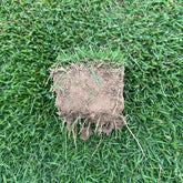 Gateway Zoysiagrass