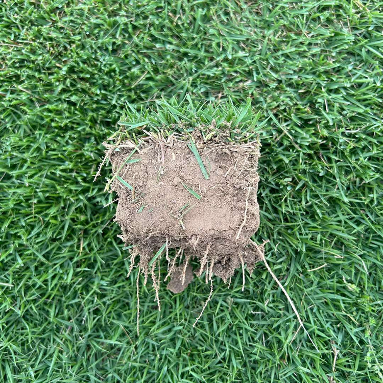 Gateway Zoysiagrass