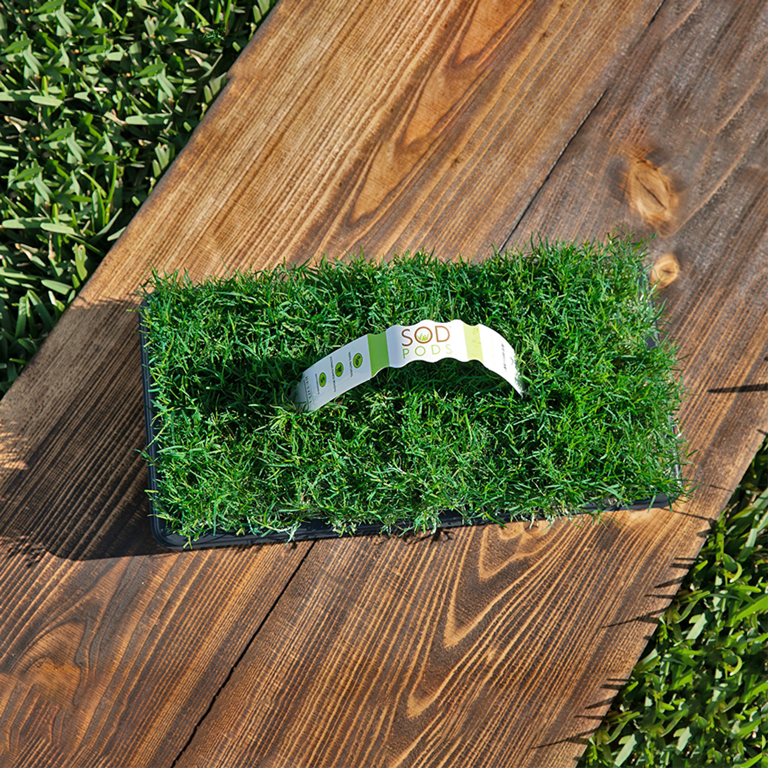 SodPods Tray Bermuda Grass