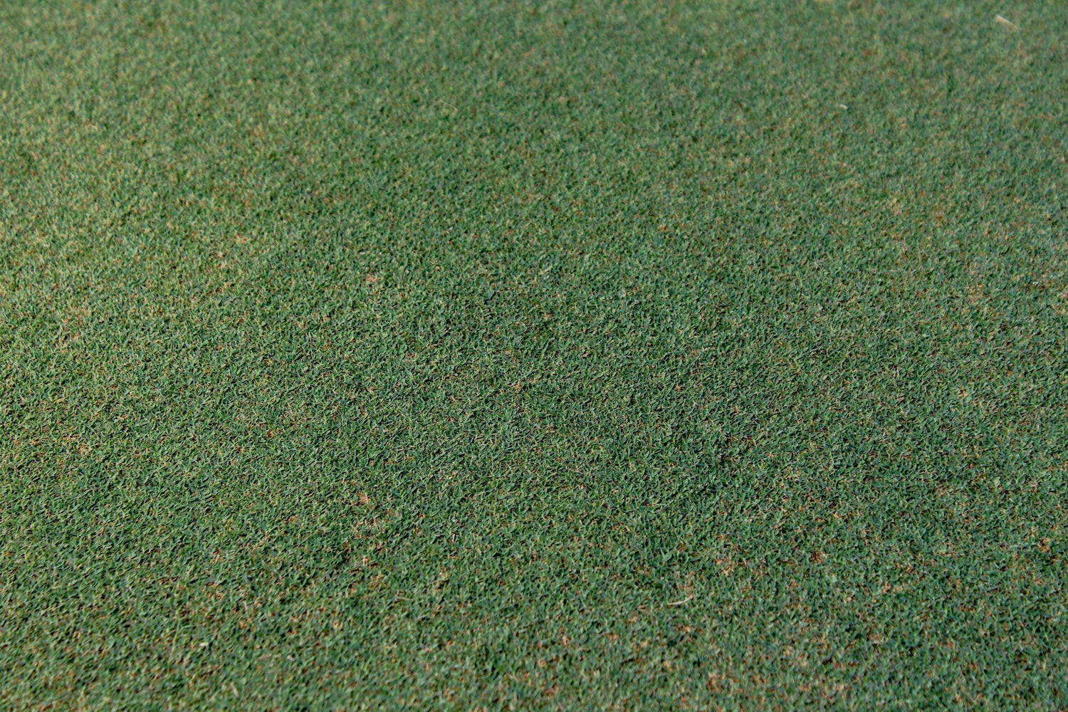 Imperial® Bermuda