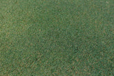 Imperial® Bermuda
