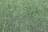 Icon® Zoysia