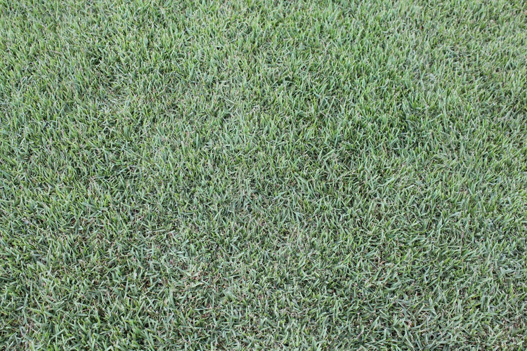 Icon® Zoysia