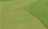 Imperial® Bermuda