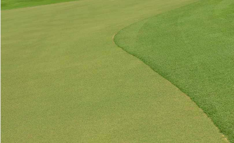 Imperial® Bermuda