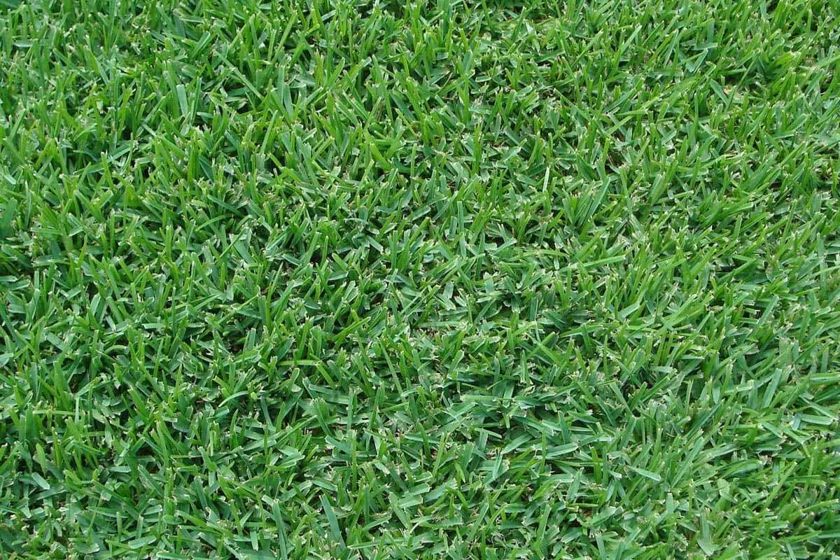 Palmetto® St. Augustine
