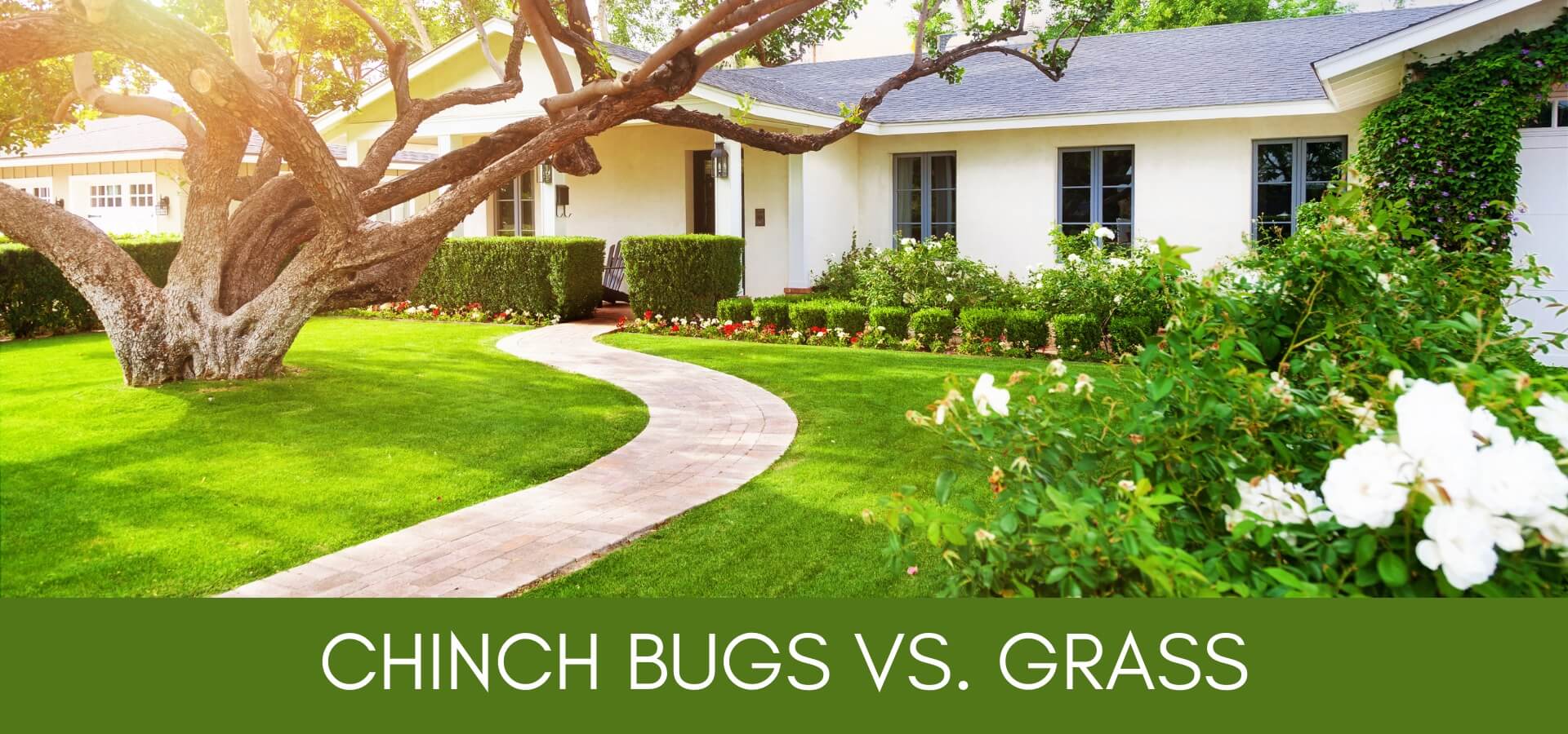 Chinch Bugs vs. Emerald Green Grass - Bethel Farms