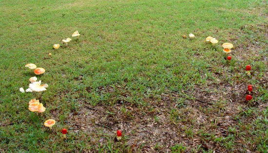 Fairy Rings on Lawns