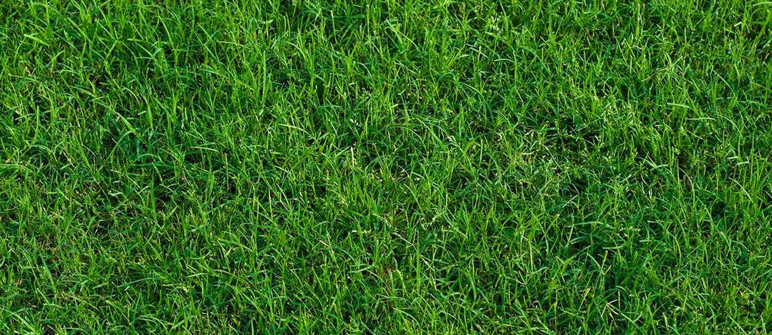 Bermuda vs. Zoysia
