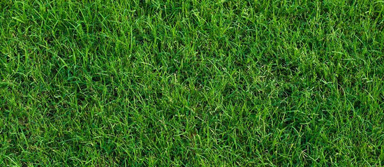 Bermuda vs. Zoysia