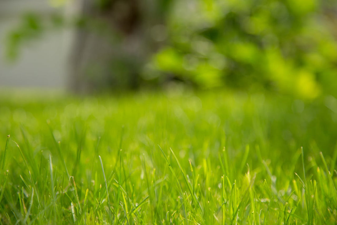 Lawn Care Tips for the Dry Season